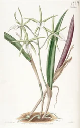 Brassavola subulifolia（syn。Brassavola cordataとして）